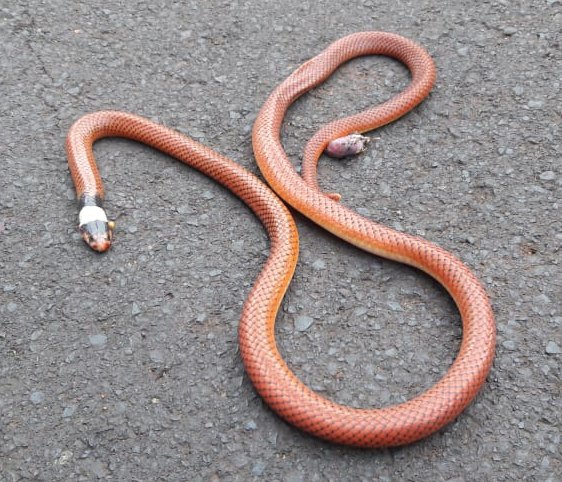 Coralina - A Cobra Colorida 